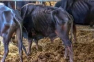 Vườn Quốc gia Núi Chúa - Phước Bình nói gì về hình ảnh lan truyền "đàn bò tót lai ốm trơ xương”?