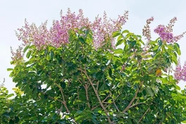 Cây bằng lăng thực chất là 1 dược liệu quý, các lợi ích của bằng lăng với sức khỏe