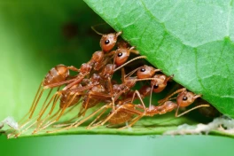 Những loài côn trùng tinh khôn nhất quả đất