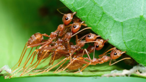Những loài côn trùng tinh khôn nhất quả đất