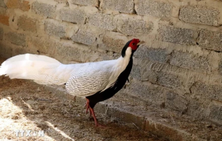 Dấu hỏi lớn về năng lực chuyên môn vụ gà lôi trắng và hiệu trưởng tham ô: