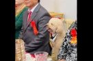 Tranh cãi chó ngồi 1 ghế cạnh bô lão trong đám hỏi
