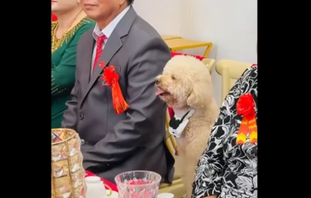 Tranh cãi chó ngồi 1 ghế cạnh bô lão trong đám hỏi