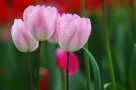 Bí quyết vợ chồng hòa hợp: ba điều “không hỏi”
