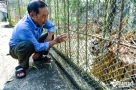 Gia chủ ‘khóc đứng khóc ngồi’ với đàn hổ 9 con ăn hết tiền triệu mỗi ngày