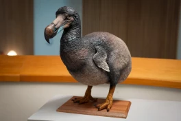 Làm thế nào để hồi sinh loài chim Dodo bị tuyệt chủng hơn 300 năm trước?