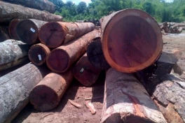 Loại gỗ đổi màu giá 121 triệu đồng mỗi mét khối tại Việt Nam, có độ cứng và bền top thế giới