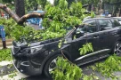 Chủ xe kể 30 giây kinh hoàng khi cây lớn bật gốc đè trúng ô tô giữa phố tại Hà Nội