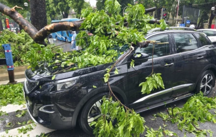 Chủ xe kể 30 giây kinh hoàng khi cây lớn bật gốc đè trúng ô tô giữa phố tại Hà Nội