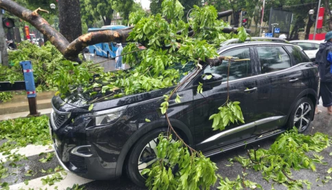 Chủ xe kể 30 giây kinh hoàng khi cây lớn bật gốc đè trúng ô tô giữa phố tại Hà Nội
