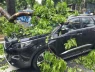 Chủ xe kể 30 giây kinh hoàng khi cây lớn bật gốc đè trúng ô tô giữa phố tại Hà Nội