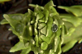 Hoá thạch 400 triệu năm làm thay đổi suy nghĩ về xoắn ốc Fibonacci