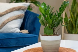 9 cây cảnh trong nhà khó chết nhất, ai cũng trồng được