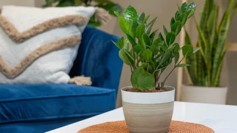 9 cây cảnh trong nhà khó chết nhất, ai cũng trồng được