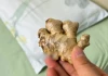 Đặt một củ gừng ở đầu giường, tốt cho cả nam và nữ, ai cũng nên biết