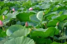 Từ ngày 15/9, 4 con giáp “trúng số may mắn”: Hết xui, tình tiền rực rỡ!