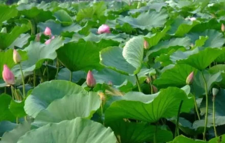 Từ ngày 15/9, 4 con giáp “trúng số may mắn”: Hết xui, tình tiền rực rỡ!