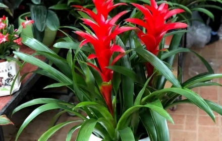 6 loại cây cảnh hút lộc, chỉ cần 1 chậu giúp gia đình luôn thịnh vượng và may mắn