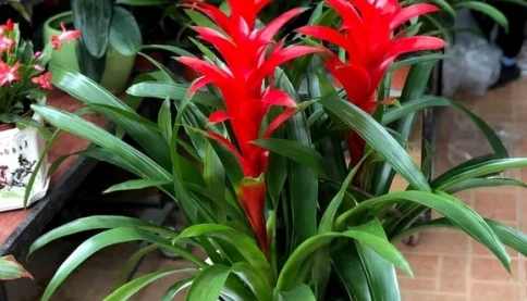6 loại cây cảnh hút lộc, chỉ cần 1 chậu giúp gia đình luôn thịnh vượng và may mắn