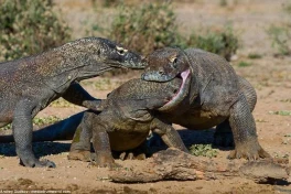 Sự thật về bức ảnh rồng Komodo ngoạm đầu đồng loại