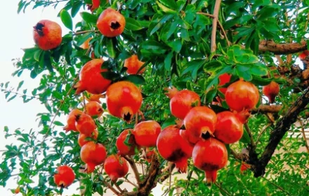 Vì sao giới nhà giàu Trung Quốc trồng nhiều lựu trong vườn