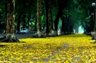 Vì sao mùa thu ở miền Bắc lại mát dịu, dễ chịu và... ngắn ngủi thế?