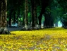 Vì sao mùa thu ở miền Bắc lại mát dịu, dễ chịu và... ngắn ngủi thế?