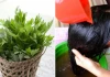 Cách gội đầu bằng nước ngải cứu chống rụng tóc, kích thích tóc con mọc không ngừng