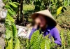 Vụ anh rể phá vườn cà phê em vợ: Xử phạt em vợ 4 triệu đồng vì chung sống như vợ chồng với anh rể