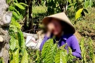 Vụ anh rể phá vườn cà phê em vợ: Xử phạt em vợ 4 triệu đồng vì chung sống như vợ chồng với anh rể