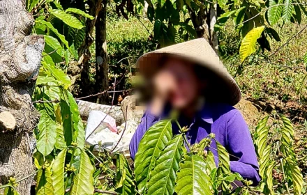 Vụ anh rể phá vườn cà phê em vợ: Xử phạt em vợ 4 triệu đồng vì chung sống như vợ chồng với anh rể