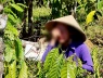 Vụ anh rể phá vườn cà phê em vợ: Xử phạt em vợ 4 triệu đồng vì chung sống như vợ chồng với anh rể