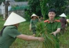 Đời thường: Công an giúp người dân gặt lúa chạy bão