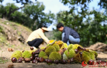 Hơn 50.000 ha hạt dẻ Trung Quốc vào mùa thu hoạch