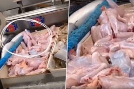 Chân ếch cử động dù đã bị cắt rời khỏi cơ thể, sự thật đằng sau là gì?