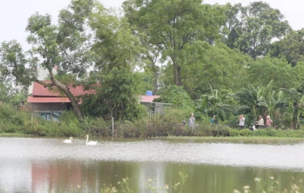 Hai con chim khổng lồ lạ mắt bất ngờ xuất hiện giữa hồ nước ở Bắc Ninh là loài chim gì?