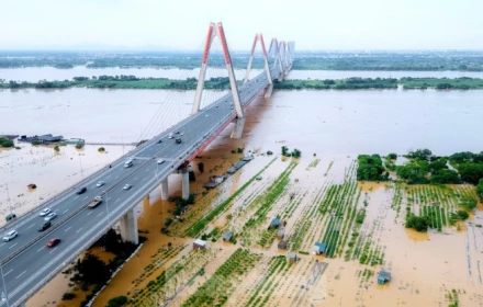 Nước sông Hồng dâng cao nhấn chìm vườn đào Nhật Tân, dân Hà Nội lo mất Tết