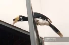 Một "con chim Sách đỏ" mỏ lạ tự dưng bay thẳng vào phòng ngủ của quán nhậu ở tỉnh Đắk Lắk, cả phố xôn xao, tò mò