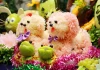 Vì sao trong mâm cỗ Tết Trung thu lại thường có chó làm bằng bưởi?
