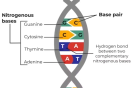 Phân tích DNA: Công cụ pháp y mạnh mẽ nhưng không phải lúc nào cũng hoàn hảo