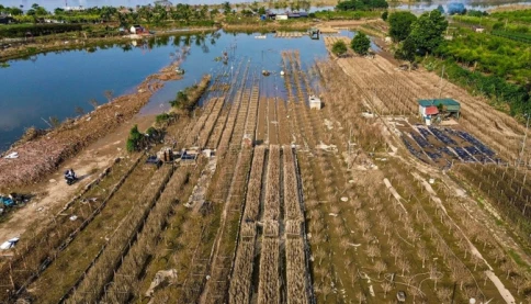 Hàng nghìn gốc đào Nhật Tân chết trắng sau lũ, người trồng bật khóc