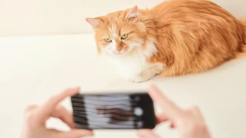 Các công ty AI đang chi tiền để mua lại “video thải hồi”
