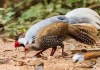 Vụ “nuôi gà lôi bị phạt tù 6 năm”: Hôm nay xét xử phúc thẩm, nhiều luật sư tham gia bào chữa miễn phí