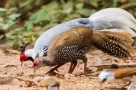Vụ “nuôi gà lôi bị phạt tù 6 năm”: Hôm nay xét xử phúc thẩm, nhiều luật sư tham gia bào chữa miễn phí