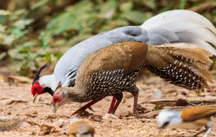 Vụ “nuôi gà lôi bị phạt tù 6 năm”: Hôm nay xét xử phúc thẩm, nhiều luật sư tham gia bào chữa miễn phí