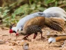 Vụ “nuôi gà lôi bị phạt tù 6 năm”: Hôm nay xét xử phúc thẩm, nhiều luật sư tham gia bào chữa miễn phí