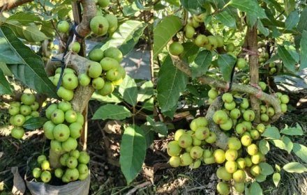 Người thuộc 2 mệnh này này trồng Cây Sung là tốt nhất, hút tài lộc cực đỉnh
