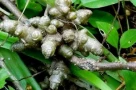 Cây dại xưa cho lợn ăn, nay thành cây tài lộc “hút bộn tiền”