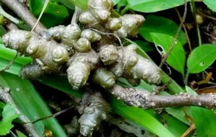 Cây dại xưa cho lợn ăn, nay thành cây tài lộc “hút bộn tiền”