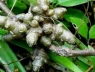 Cây dại xưa cho lợn ăn, nay thành cây tài lộc “hút bộn tiền”